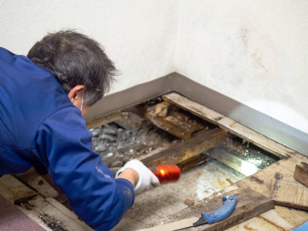 Best Residential Mold Remediation in Port Neches, TX