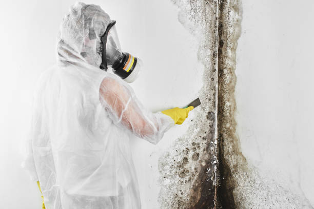 Best Black Mold Remediation in Port Neches, TX
