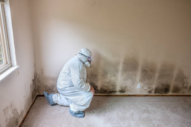 Best Residential Mold Remediation in Port Neches, TX